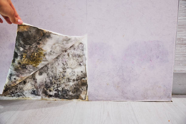 Best Emergency Mold Removal  in Sultana, CA